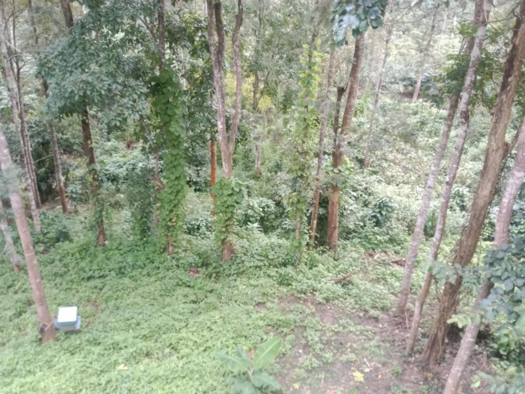 Вилла Elephant Path Coorg 3Bhk Suntikoppa Экстерьер фото